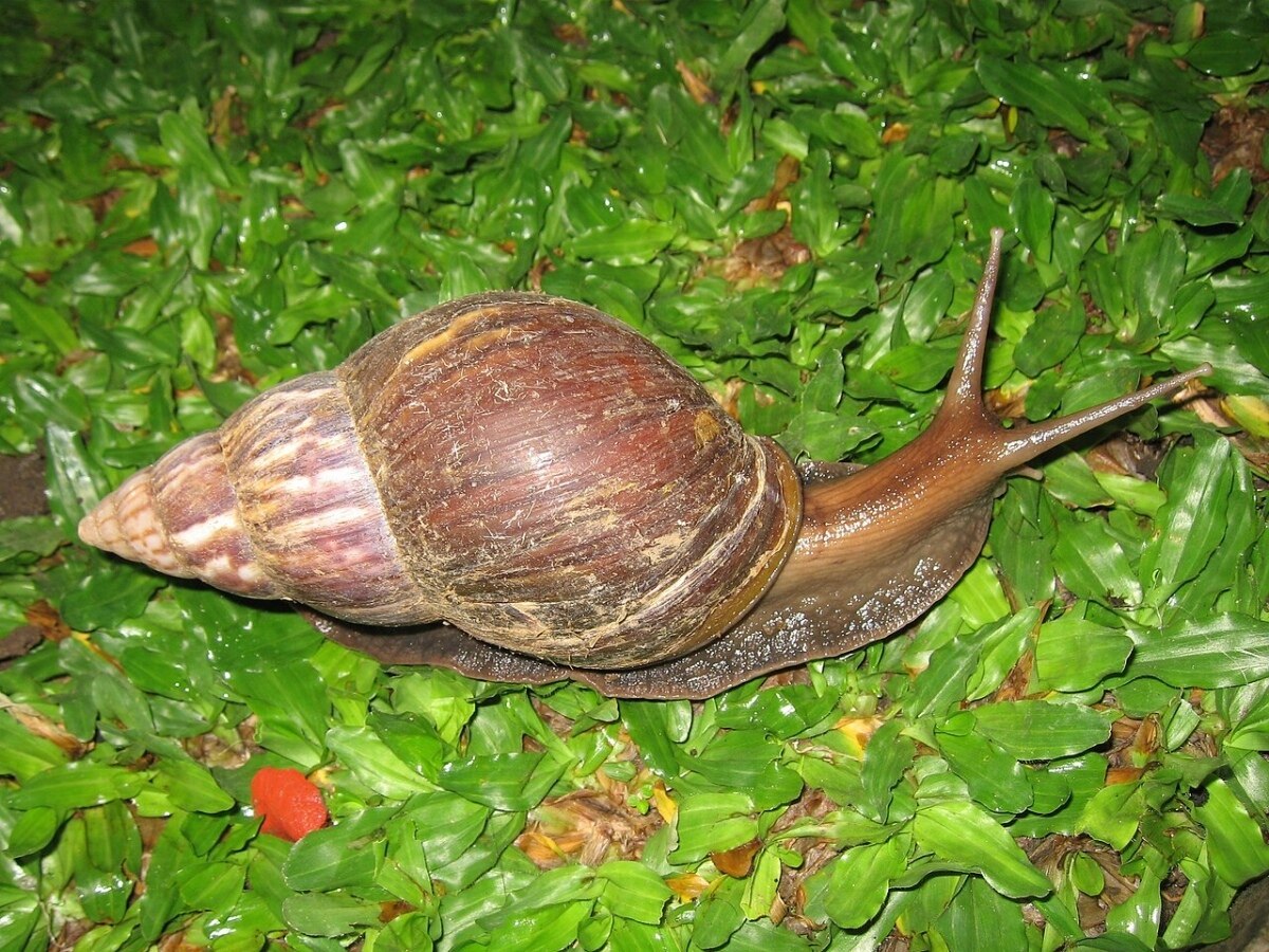 Tauchen Sie ein in die faszinierende Welt der Riesenschnecken in Thailand