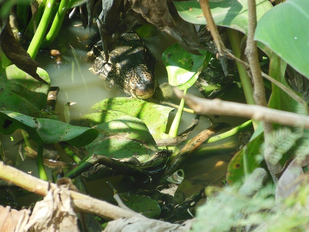 Thailands Warane - Giganten im Tropenparadies