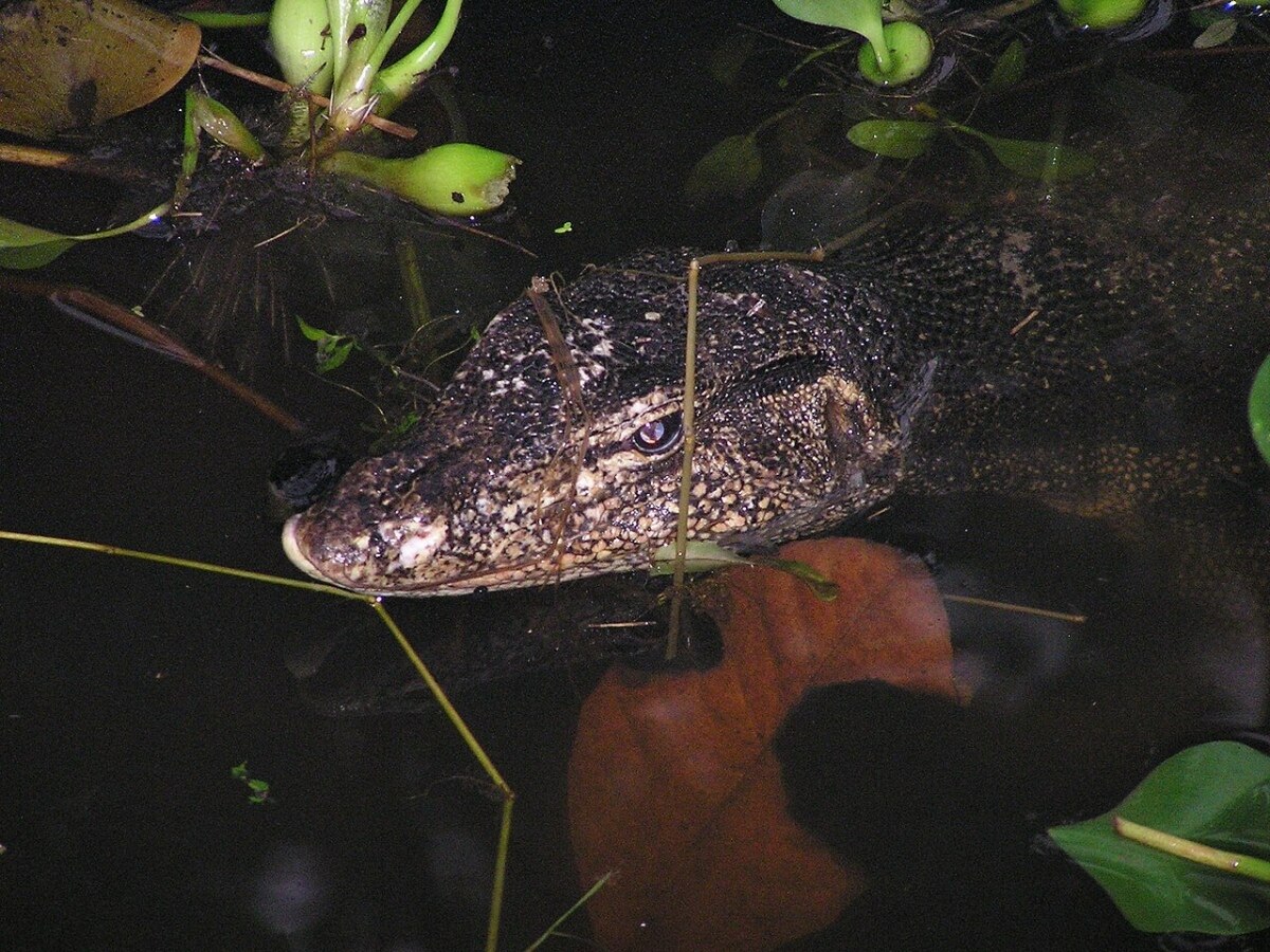 Thailands Warane - Giganten im Tropenparadies