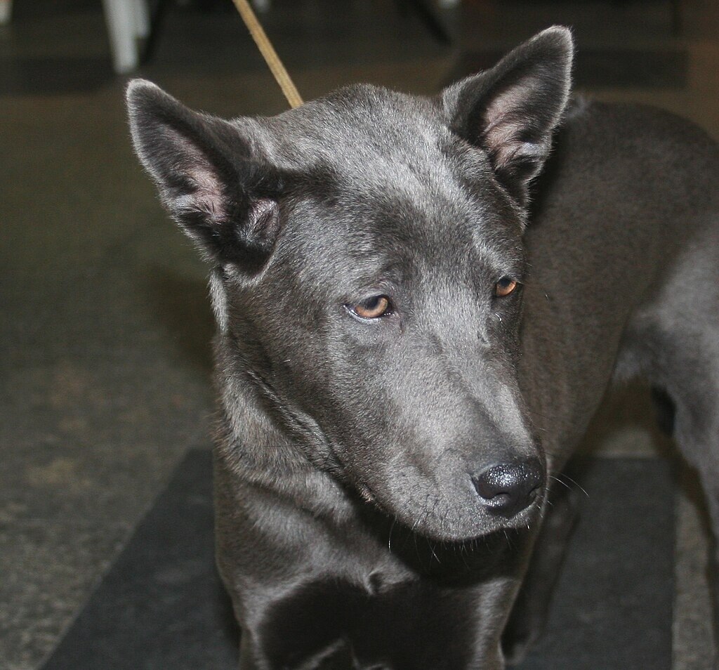 Der Thai Ridgeback - Ein Porträt des Löwenhundes im Land des Lächelns