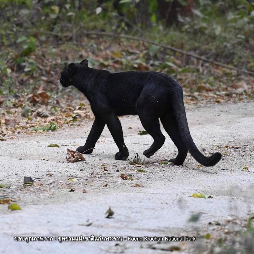 Panther im Nationalpark am Khao Phanoen Thung in Phetchaburi gesichtet