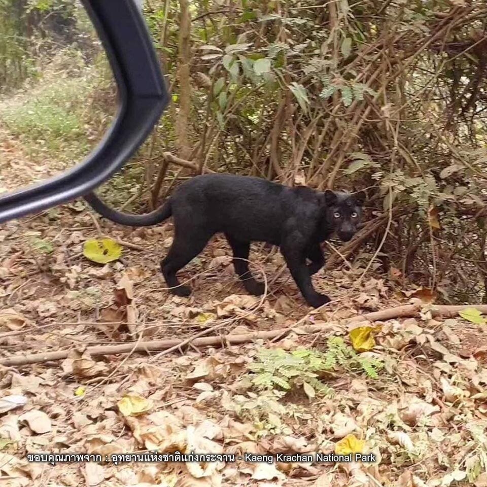 Panther im Nationalpark am Khao Phanoen Thung in Phetchaburi gesichtet