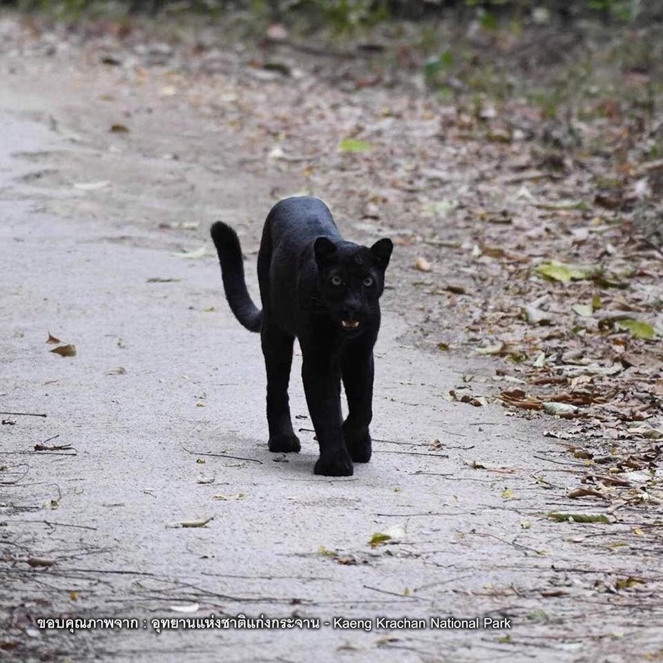 Panther im Nationalpark am Khao Phanoen Thung in Phetchaburi gesichtet