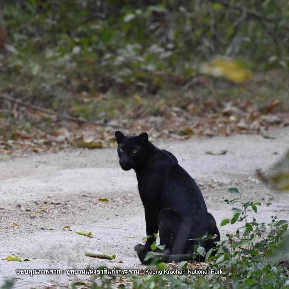 Panther im Nationalpark am Khao Phanoen Thung in Phetchaburi gesichtet